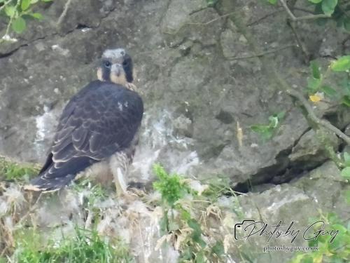 12 July 2023 Rowrah, Cumbria - Perigrin Falcon