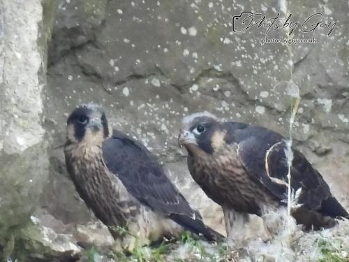 12 July 2023 Rowrah, Cumbria - Perigrin Falcon juvs