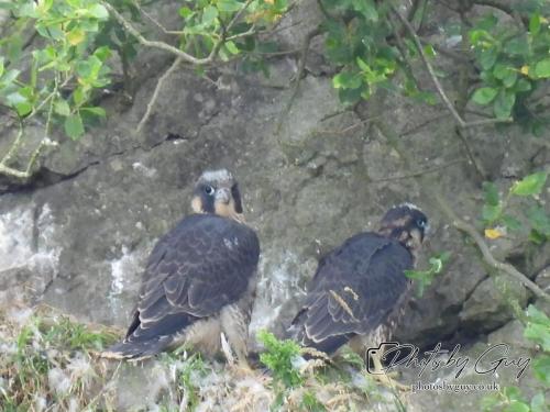 12 July 2023 Rowrah, Cumbria - Perigrin Falcon juvs