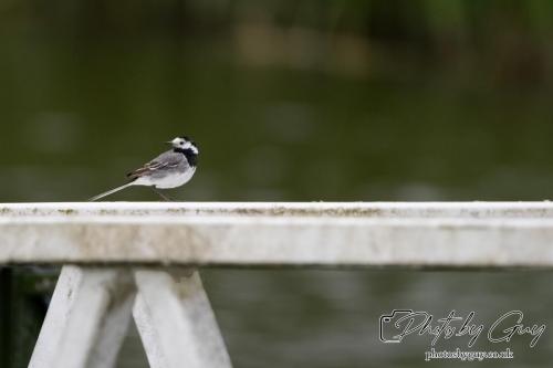 Pied Wagtail