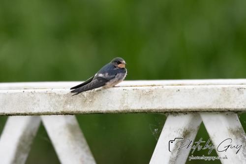 Juv Swallow