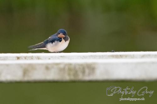 Juv Swallow