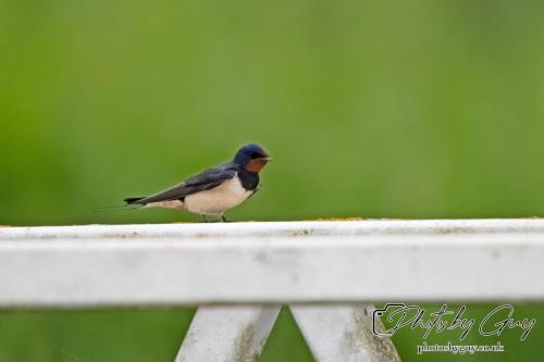 Swallow