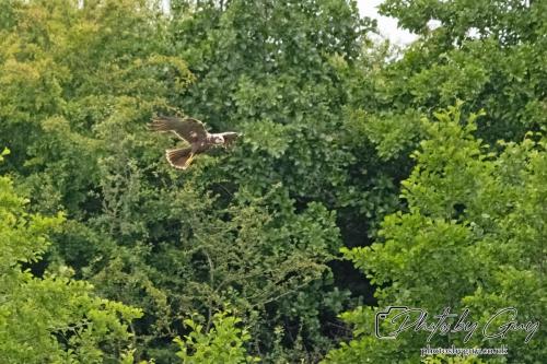 Marsh Harrier