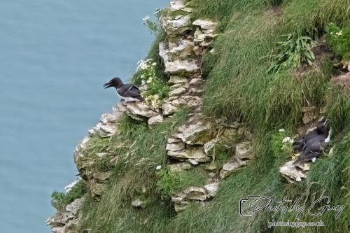 Razorbill, Bempton Cliffs 22 June 2024