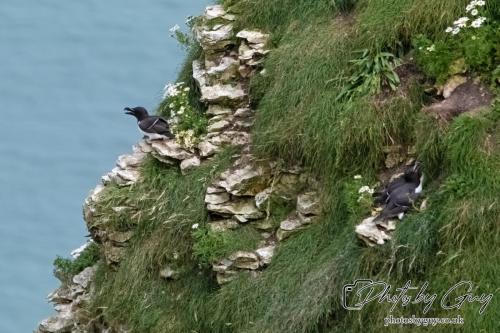 Razorbill, Bempton Cliffs 22 June 2024