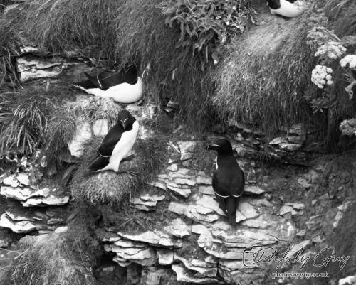 Razorbill, Bempton Cliffs 22 June 2024