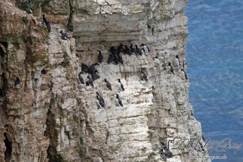 Razorbill, guillimots and Kittiwakes, Bempton Cliffs 22 June 2024