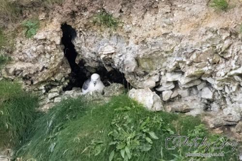 Kittiwake, Bempton Cliffs 22 June 2024
