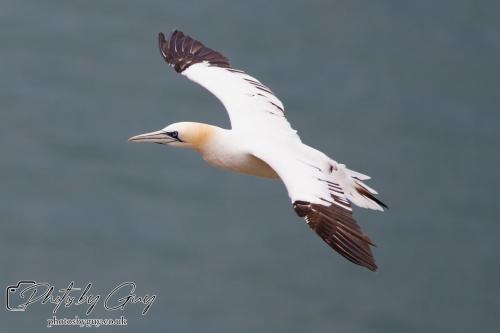 Gannets, Bempton Cliffs 22 June 2024