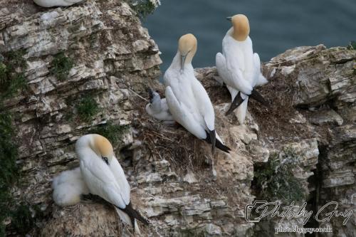 Gannets, Bempton Cliffs 22 June 2024