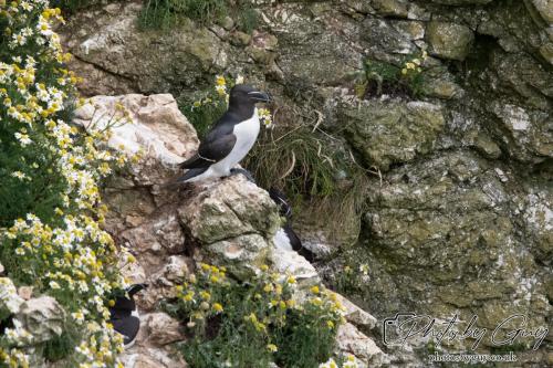 Puffin, Bempton Cliffs 22 June 2024