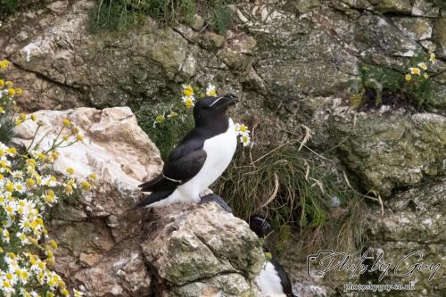 Razorbill, Bempton Cliffs 22 June 2024