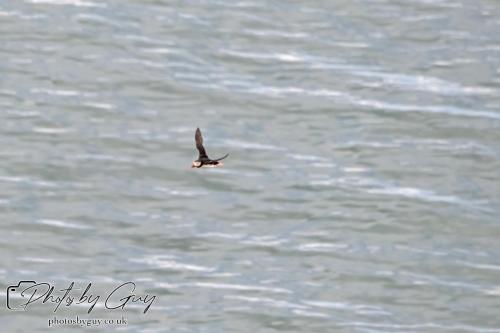 Puffin, Bempton Cliffs 22 June 2024
