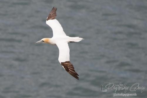 Gannets, Bempton Cliffs 22 June 2024