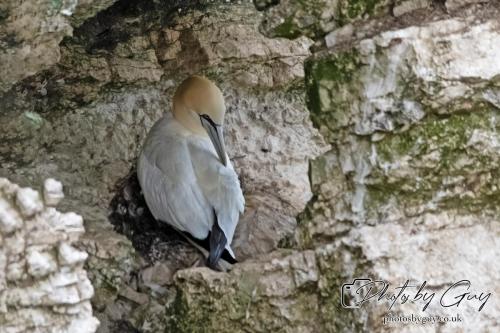 Gannets, Bempton Cliffs 22 June 2024