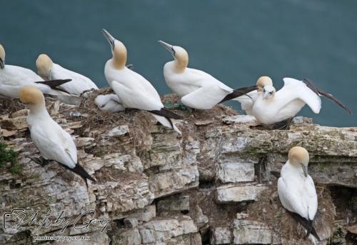 Gannets, Bempton Cliffs 22 June 2024