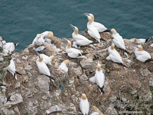 Gannets, Bempton Cliffs 22 June 2024