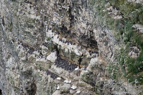 Razorbill, gannets, Guillimots , Bempton Cliffs 22 June 2024