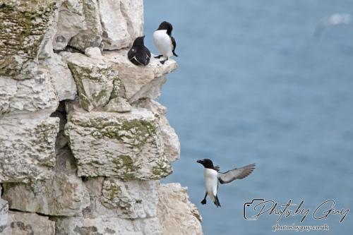 Razorbill, Bempton Cliffs 22 June 2024