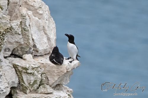 Razorbill, Bempton Cliffs 22 June 2024