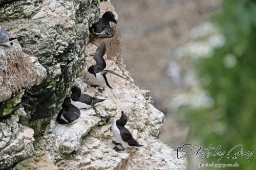 Razorbill, Bempton Cliffs 22 June 2024