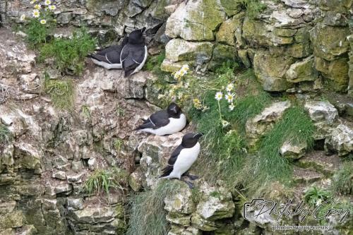 Puffin, Bempton Cliffs 22 June 2024