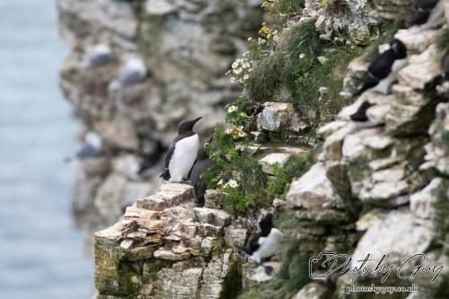 Razorbill, Bempton Cliffs 22 June 2024
