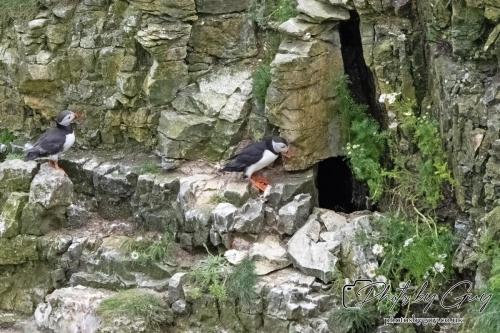 Puffin, Bempton Cliffs 22 June 2024