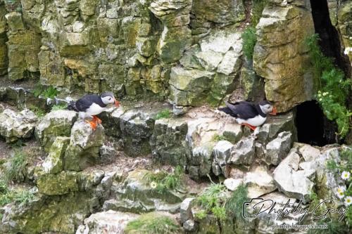 Puffin, Bempton Cliffs 22 June 2024
