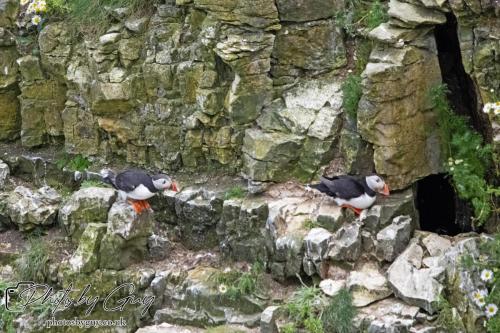 Puffin, Bempton Cliffs 22 June 2024