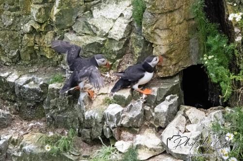 Puffin, Bempton Cliffs 22 June 2024