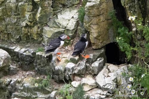 Puffin, Bempton Cliffs 22 June 2024