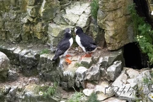 Puffin, Bempton Cliffs 22 June 2024