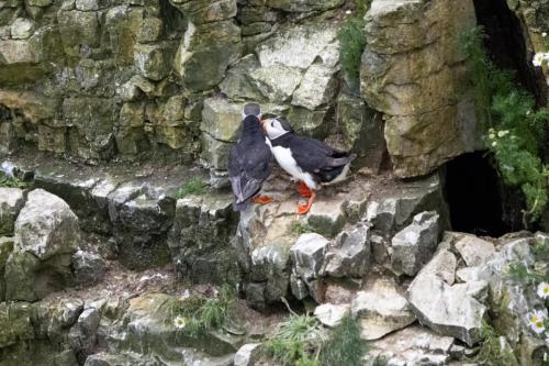 Puffin, Bempton Cliffs 22 June 2024