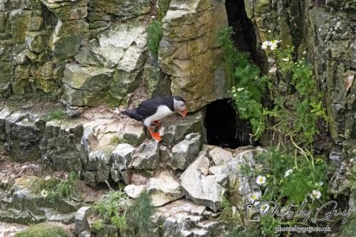 Puffin, Bempton Cliffs 22 June 2024