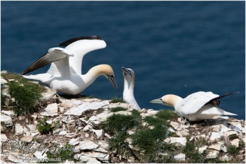 Gannets, Bempton Cliffs 22 June 2024