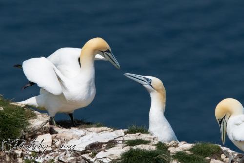 Gannets, Bempton Cliffs 22 June 2024