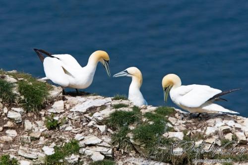 Gannets, Bempton Cliffs 22 June 2024