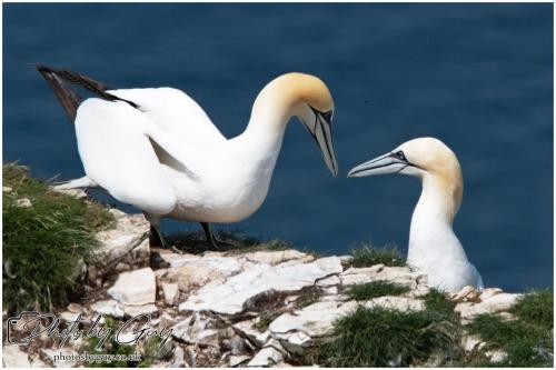 Gannets, Bempton Cliffs 22 June 2024
