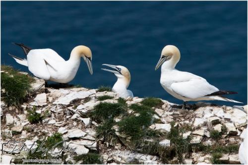 Gannets, Bempton Cliffs 22 June 2024