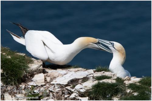 Gannets, Bempton Cliffs 22 June 2024