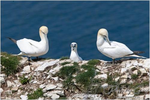 Gannets, Bempton Cliffs 22 June 2024