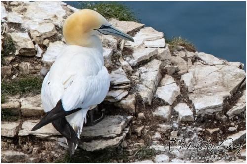 Gannets, Bempton Cliffs 22 June 2024