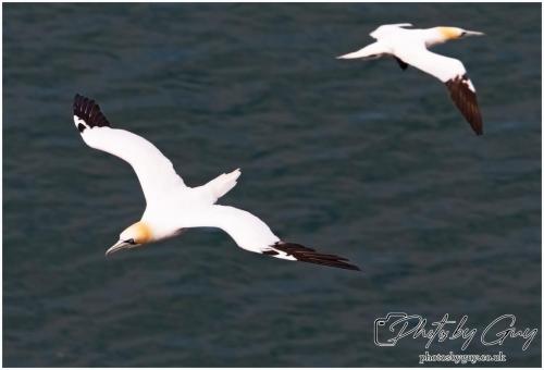 Gannets, Bempton Cliffs 22 June 2024