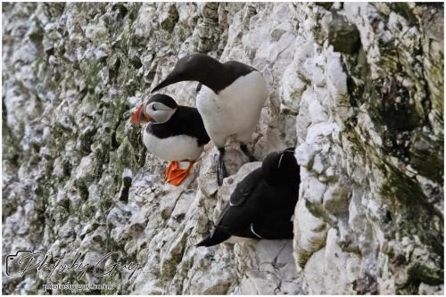 Puffins, guillimot and Razorbill , Bempton Cliffs 22 June 2024