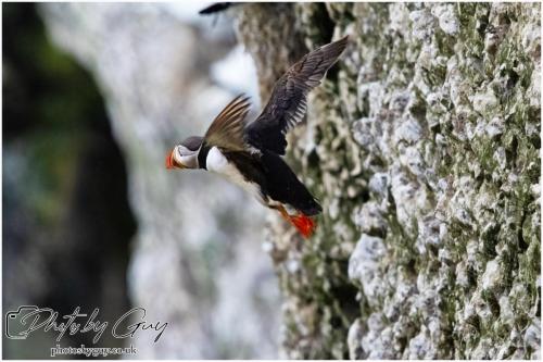 Puffin, Bempton Cliffs 22 June 2024
