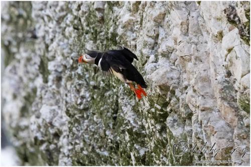 Puffin, Bempton Cliffs 22 June 2024
