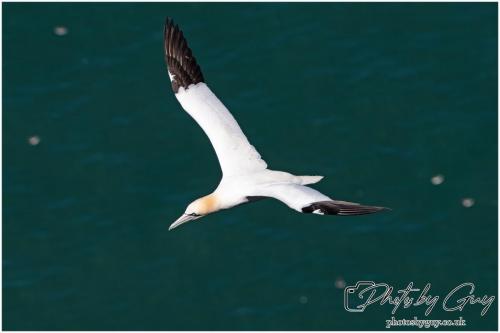 Gannets, Bempton Cliffs 22 June 2024