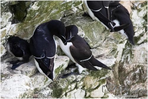 Razorbill, Bempton Cliffs 22 June 2024
